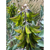 Regal Birdflower Crotalaria Cunninghamii Hummingbird Flower Seeds