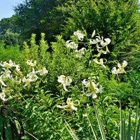 Silver Scheherazade Lily Lilium – Perennial Flower Seeds
