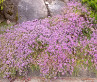 Dwarf Creeping Thyme Thymus Serpyllum Groundcover Herb Seeds