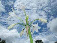Crinum Lily Johns Bid Flowering Bulb Seeds