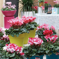 Cyclamen Seeds Cyclamen Bisous Mix Flower Seeds - Colorful Flower