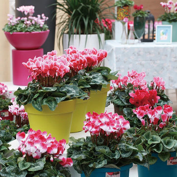 Cyclamen Seeds Cyclamen Bisous Mix Flower Seeds - Colorful Flower
