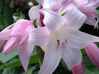 Crinum Lily Peachblow Improved Jumbo Blooming-size Bulb - Very -