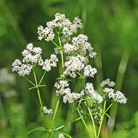 Northern Bedstraw Galium – Hardy Wildflower Garden Seeds