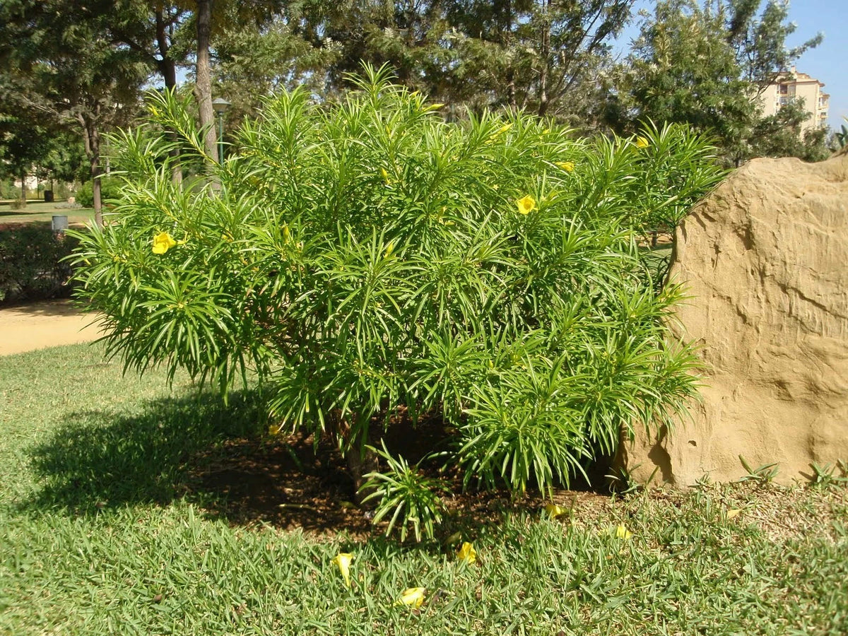 Fragrant Oleander Thevetia Peruviana – Flowering Shrub Tree Seeds