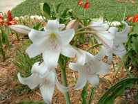 Crinum Lily Grab Bag 6 Types - Off