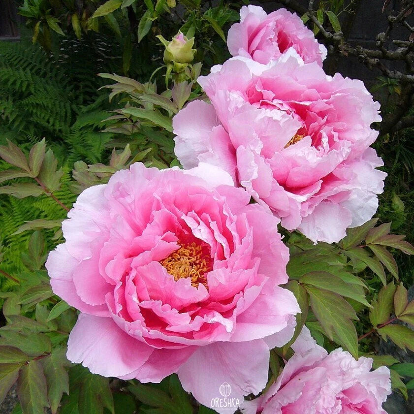 Pcs Shrub Peony – Colorful Flower Seeds