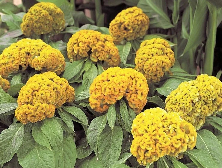 Celosia Argentea Cristata Yellow Seeds Edible Cockscomb Heirloom Flower – Colorful Flower Seeds