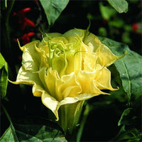 Datura Suaveolens Double Golden Queen – Fragrant Garden Flower Seeds