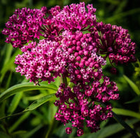 Native Swamp Milkweed Seeds for Planting Asclepias incarnata Seeds
