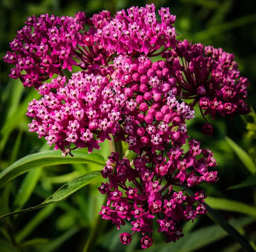 Native Swamp Milkweed Seeds for Planting Asclepias incarnata Seeds