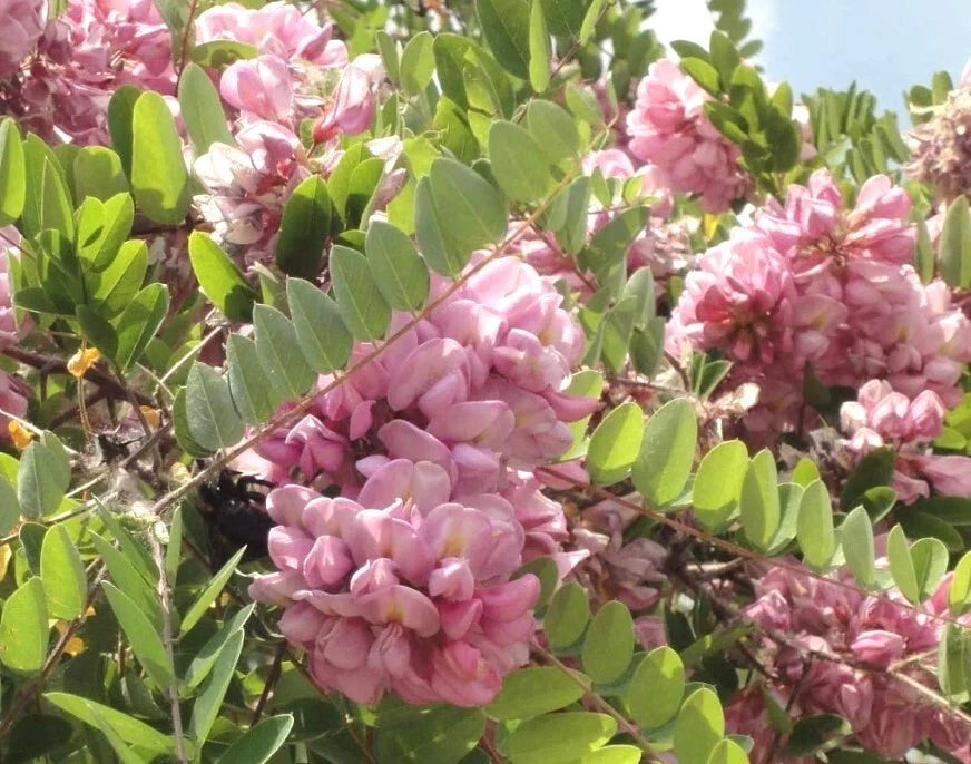 Robinia Hispida Cold Hardy Flowering Bristly Locust Seeds