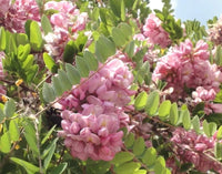 Robinia Hispida Cold Hardy Flowering Bristly Locust Seeds
