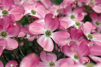 Pink Flowering Dogwood Cornus Florida Rubra Cold Hardy Tree Seeds