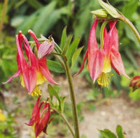 Red Canadian Columbine Aquilegia – Perennial Flower Seeds