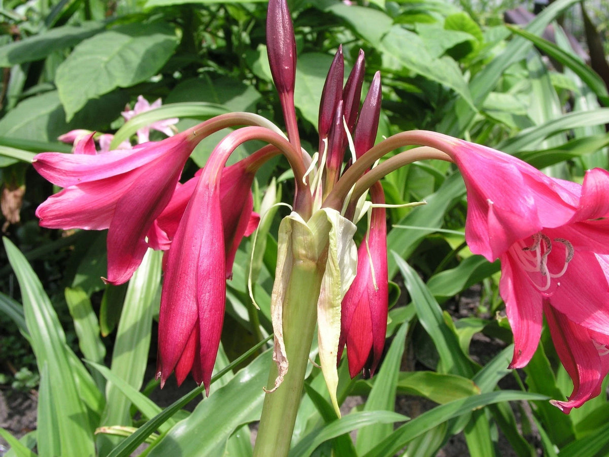Crinum Lily Antares Small-Size Bulb - New Exclusive Listing