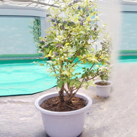 European Blueberry Seeds – Garden Fruit Seeds