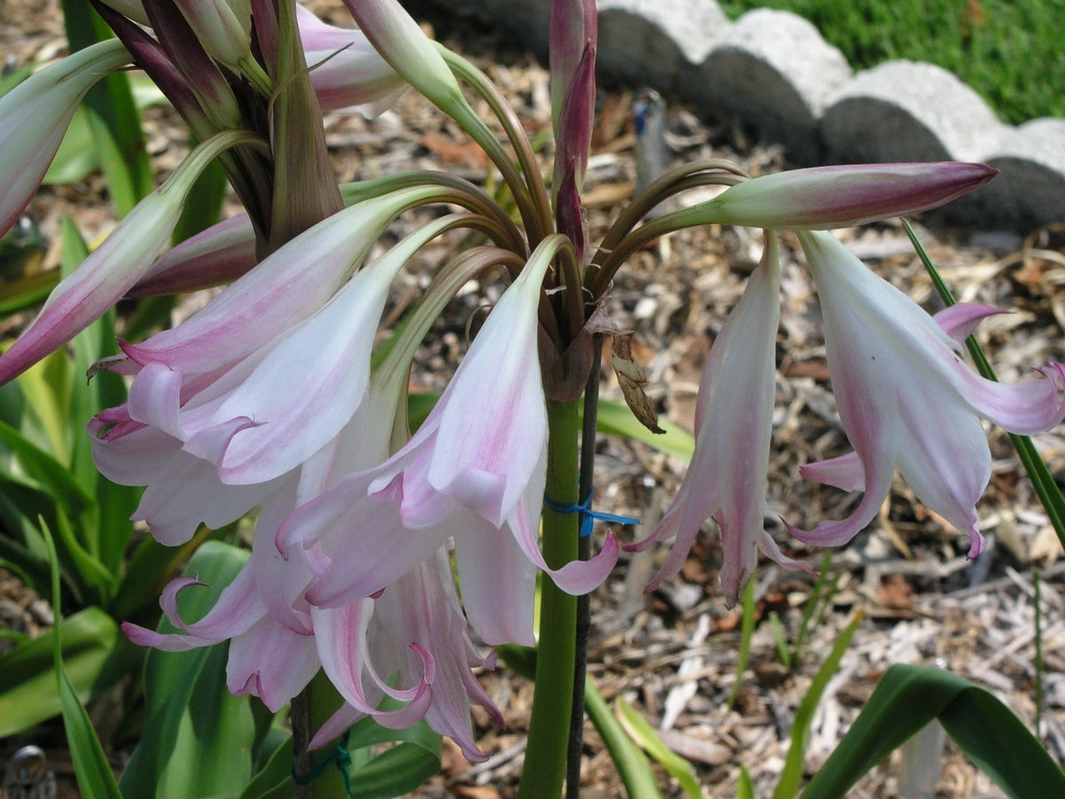 Crinum Lily Pat-a-cake Large Blooming-size Bulb New - Flower Seeds