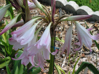 Crinum Lily Pat-a-cake Large Blooming-size Bulb New - Flower Seeds