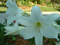 Crinum Lily Powellii – Garden Flower Seeds