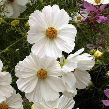 Purity Cosmos Colorful Wildflower Garden Seeds