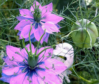 Love In A Mist Jewels Mix Nigella Damascena – Colorful Wildflower Seeds