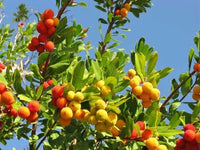 Strawberry Tree Arbutus Unedo – Hardy Fruit Tree Seeds