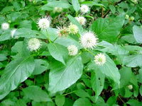 Common Buttonbush Cephalanthus Occidentalis Ornamental Shrub Seeds