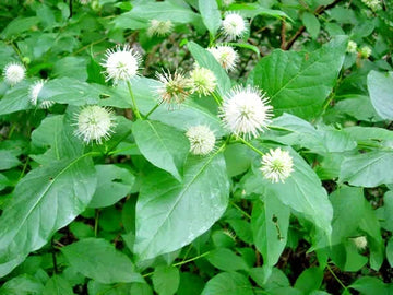 Common Buttonbush Cephalanthus Occidentalis Ornamental Shrub Seeds