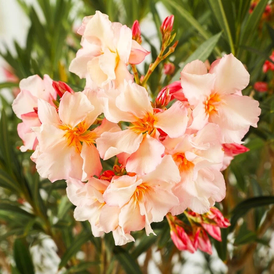 Oleander Nerium – Salmon Pink Flowering Shrub Seeds