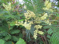 Black Wattle Acacia Mearnsii Nitrogen Fixing Tree Shrub Seeds