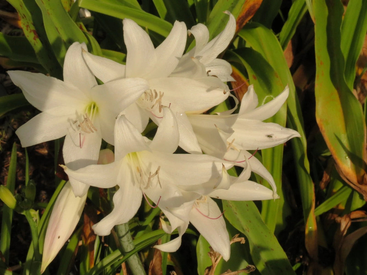 Crinum Lily Pat-a-cake Jumbo Blooming-size Bulb New Very - Flower