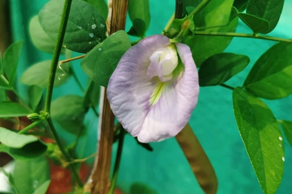 Clitoria Ternatea Pink – Butterfly Pea Climbing Flower Seeds