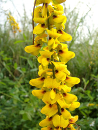 Crotalaria Pallida – Rattlepod Perennial Herb Seeds