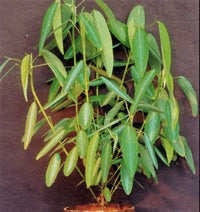 Codariocalyx Motorius Telegraph Dancing Plant Seeds