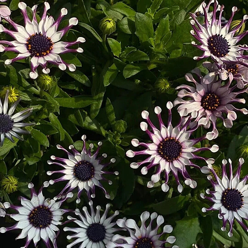 Blue Daisy Osteospermum Whirligig – Garden Flower Seeds