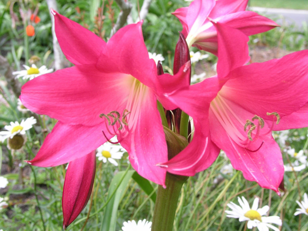 Crinum Lily Infusion Large Blooming-Size Bulb Rare New Hybrid