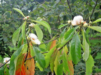 Franklin Tree Franklinia Alatamaha – Ornamental Tree Seeds