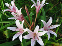 Crinum Lily Eboraci Twelve Apostles Jumbo Blooming-size Bulb New -