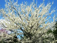 Alba Redbud Cercis Chinensis – Flowering Tree Seeds