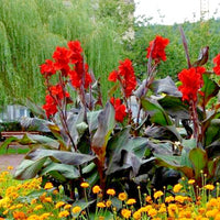 Purple Leaf Canna – Orange Flowering Garden Flower Seeds