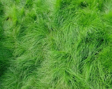 , Creeping Red Fescue Seeds For Planting Festuca Rubra