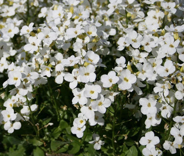 Arabis Wall Rock Cress White Snow Peak Arabis Alpina Caucasica – Hardy Rockery Flower Seeds