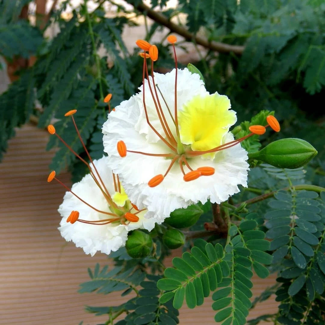 Delonix Elata White Gulmohar – Ornamental Tree Seeds