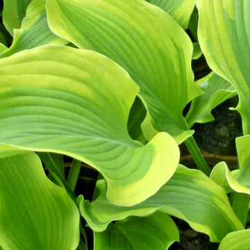 Atlantis Hosta Hosta Sieboldiana Perennial Garden Flower Seeds