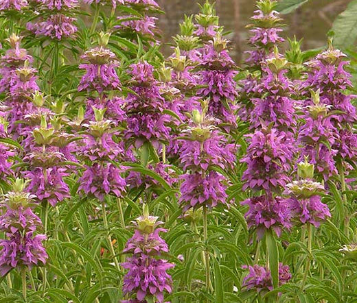 Lemon Mint Bee Balm Monarda Citriodora Bulk Seeds – Perennial Flower Seeds Product Image – High Quality Seeds for Gardeners