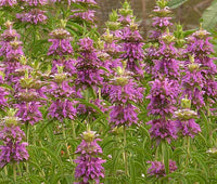 Lemon Mint Bee Balm Monarda Citriodora Bulk Seeds – Perennial Flower Seeds Product Image – High Quality Seeds for Gardeners