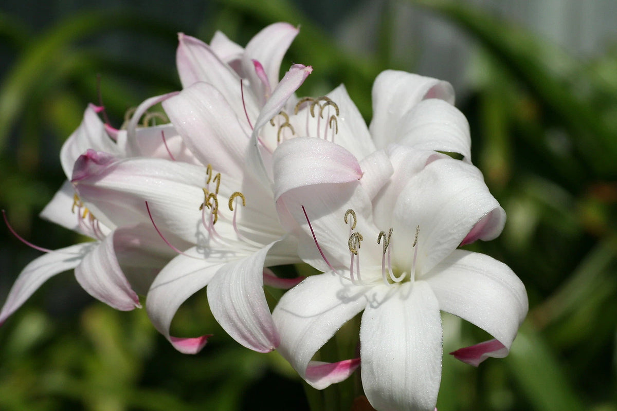Crinum Lily Mrs James Hendry Medium-Size Bulb Rare