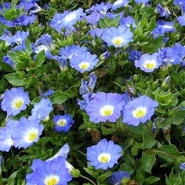 Nolana Paradoxa Chilean Bellflower Blue Wildflower Seeds