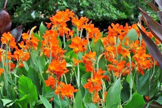 Canna Orange Punch – Vibrant Garden Flower Seeds